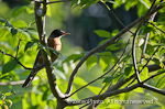 American Robin 1