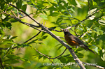 American Robin 2