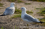 Sea Gulls