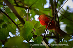 Red Cardinal (male)