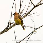 Cedar Waxwing 1