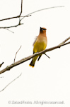 Cedar Waxwing 2