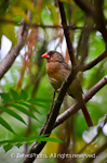 Red-Brown Cardinal (female)