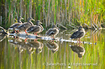 Gang of Five (Mottled Ducks)