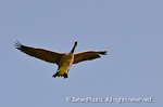 Canada Goose in flight