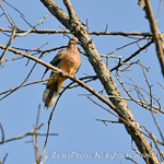 Mourning Dove