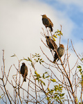 Hang-out After Work (what type of birds are they, anyone?)