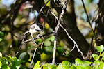 Black-capped Chickadee