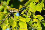 Blackpoll Warbler