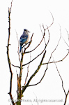 Blue Jay