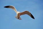 Sea Gull at Shopping Centre