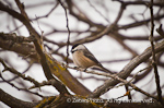 Black-Capped Chickadee 2